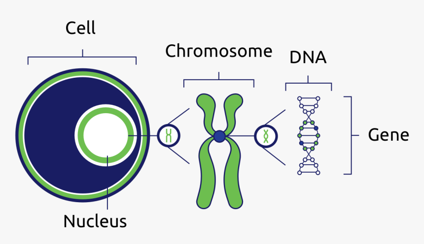 Chromosome Building Block, HD Png Download, Free Download