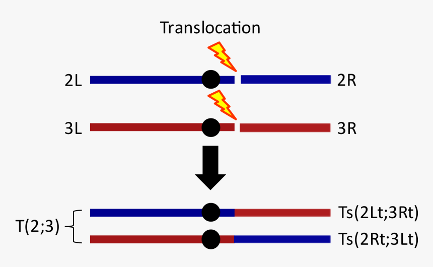 Translocation - Translocation Chromosome Balancer, HD Png Download, Free Download