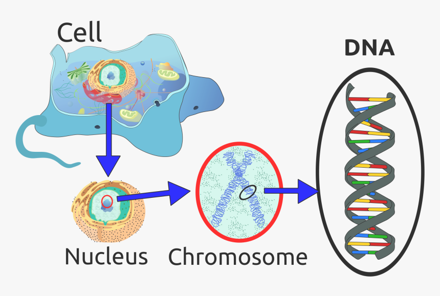 Picture - Dna Important To A Cell, HD Png Download, Free Download