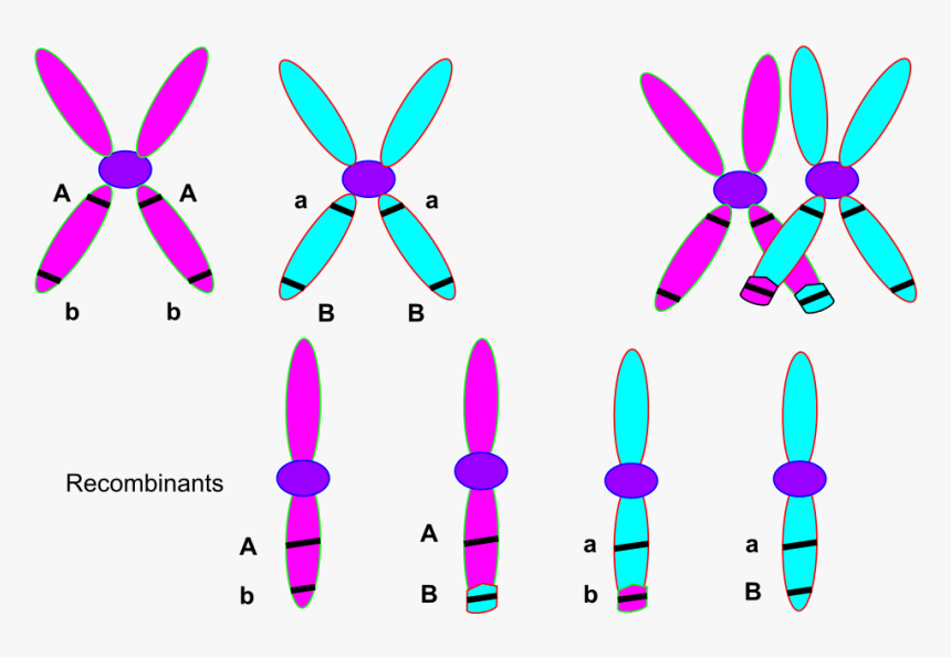 Chromosome Theory, HD Png Download, Free Download