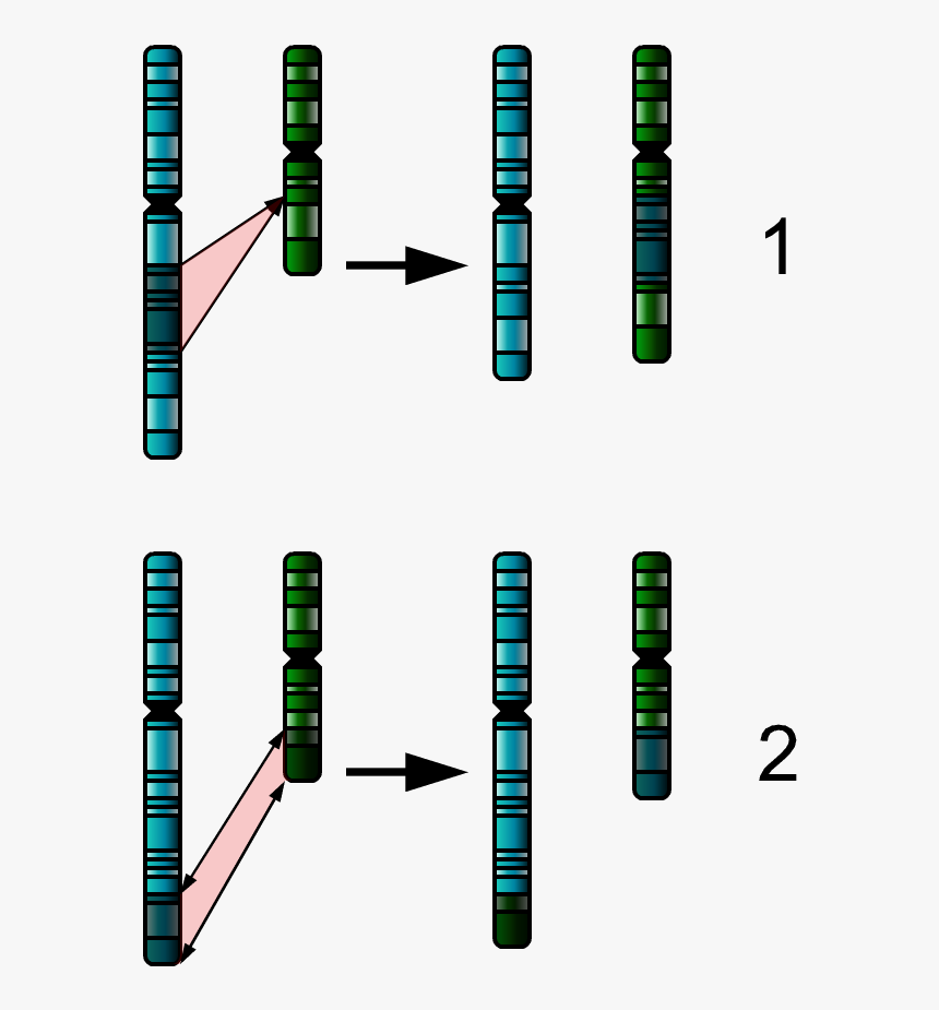 Two Chromosome Mutations - Mutacja Chromosomowa, HD Png Download, Free Download