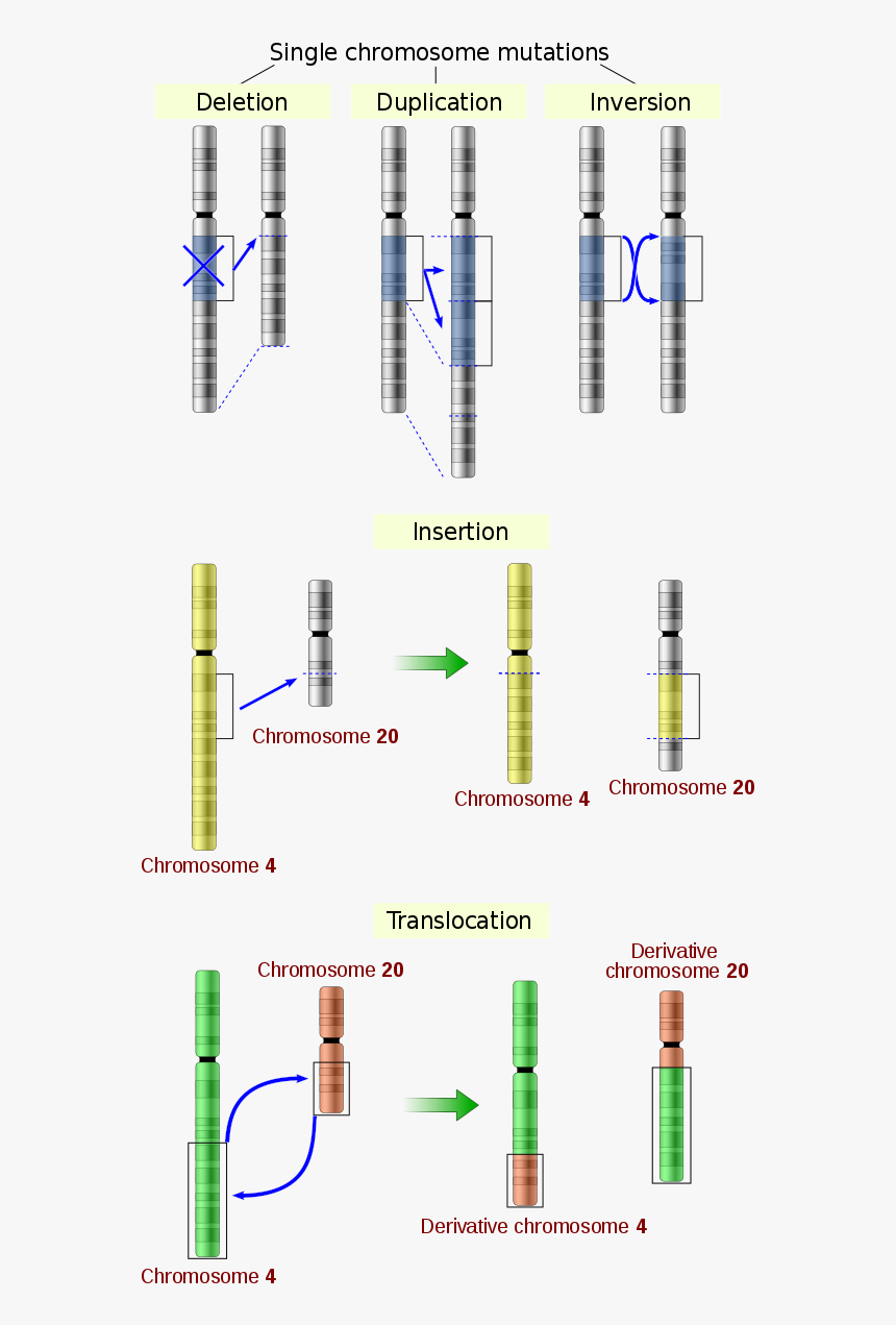File - Chromosomes Mutations-en - Svg - Common Chromosomal Mutations Mcat, HD Png Download, Free Download