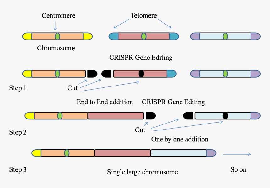 Gene-editing Technology Used To Fit Entire Genome Of - Parallel, HD Png Download, Free Download