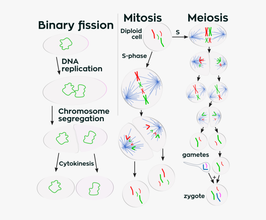 Cell Division, HD Png Download, Free Download