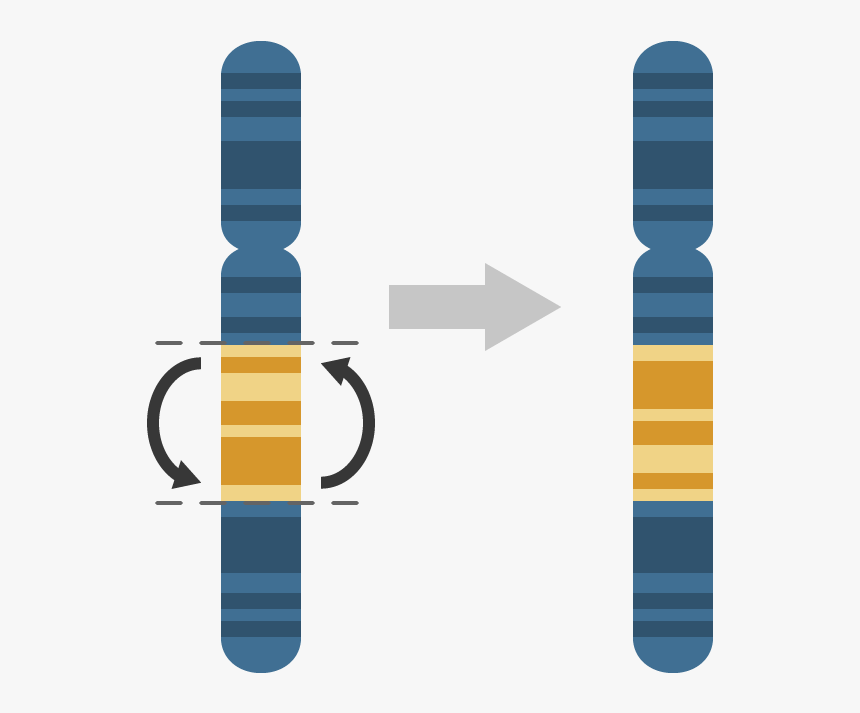 Transparent Chromosome Clipart - Inversion On A Chromosome, HD Png Download, Free Download