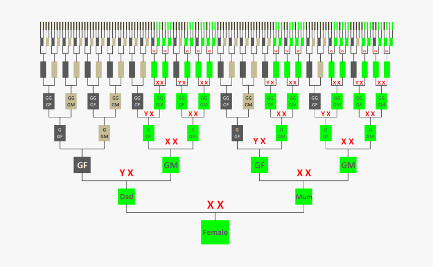 X Chromosome Inheritance Pattern Females, HD Png Download, Free Download