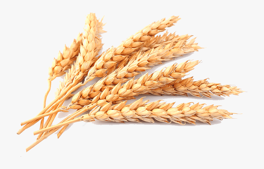 Whole Germ,food Family,einkorn Repens,rye,cereal - Transparent Background Wheat Png, Png Download, Free Download