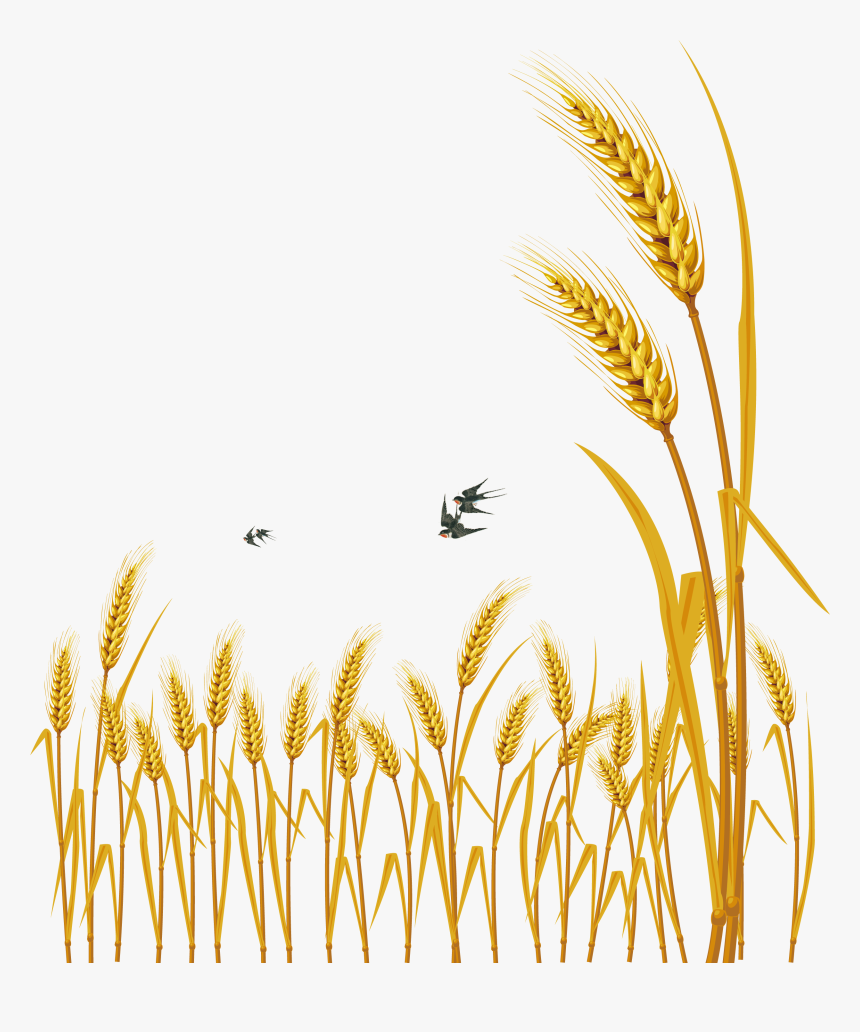 Hand Painted Cartoon Delicate Wheat Decorative - Free Vector Wheat, HD Png Download, Free Download