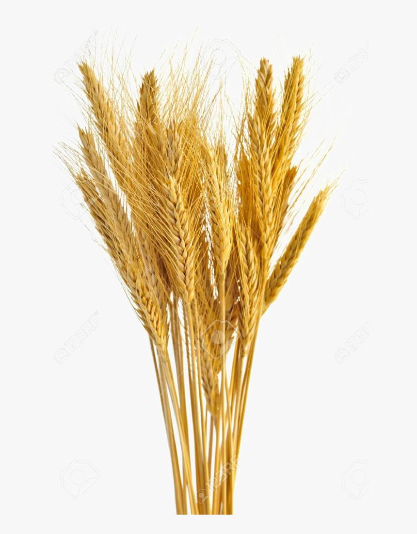 Wheat Vector Free Transparent - Wheat Stalk White Background, HD Png Download, Free Download