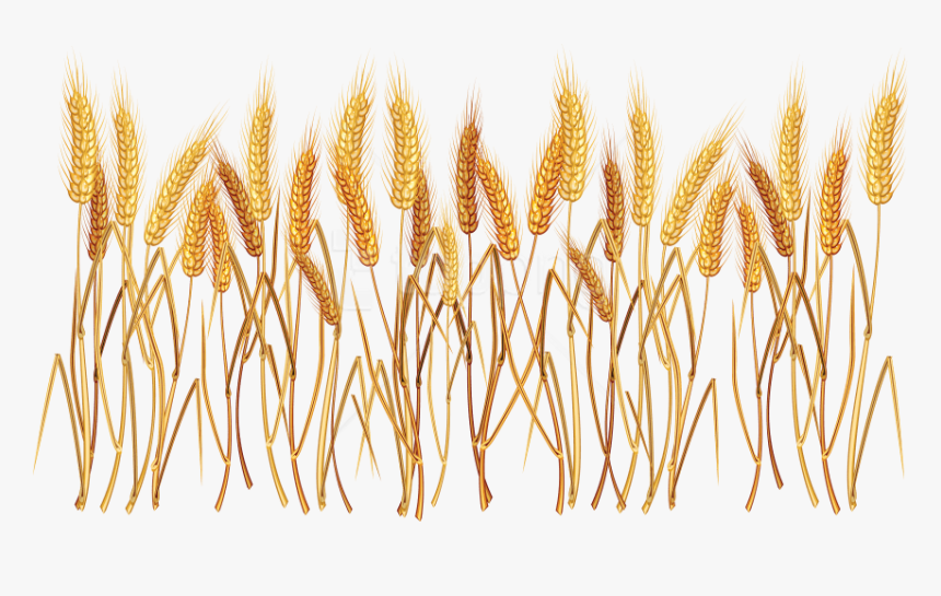 Free Png Wheat Png Images Transparent - Png Transparent Wheat Transparent Background, Png Download, Free Download