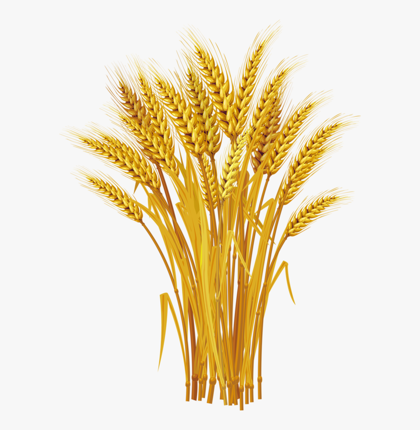 Wheat Clip Art, HD Png Download, Free Download