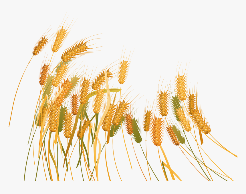 Transparent Wheat Plant Clipart - Wheat Plant Transparent Background, HD Png Download, Free Download