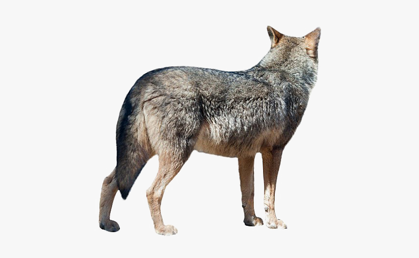 Wolf Png Transparent Image - Wolf Turned Away, Png Download, Free Download