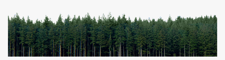 Transparent Pine Trees Png - High Resolution Pine Trees, Png Download, Free Download