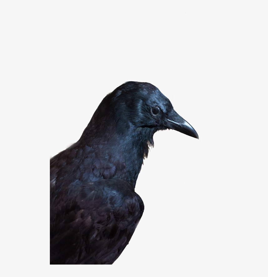 Crow - American Crow, HD Png Download, Free Download