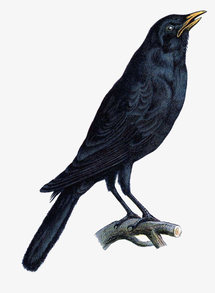 Halloween Crow Vector Free Png Photo - Crow Png, Transparent Png, Free Download