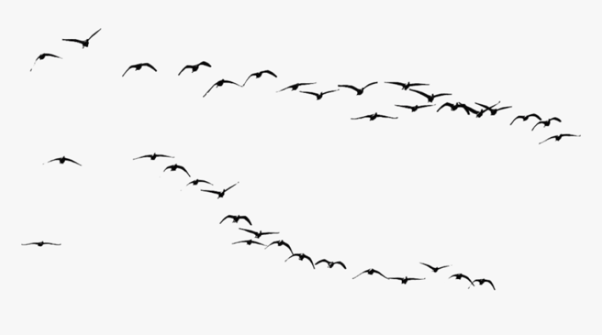 Transparent Crows Clipart - Crows Flying Png, Png Download, Free Download