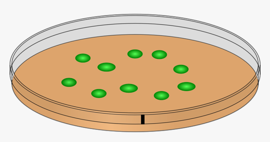 Petri Innoculation Bacteria Free Vector Graphic On - Cells In Petri Dish, HD Png Download, Free Download