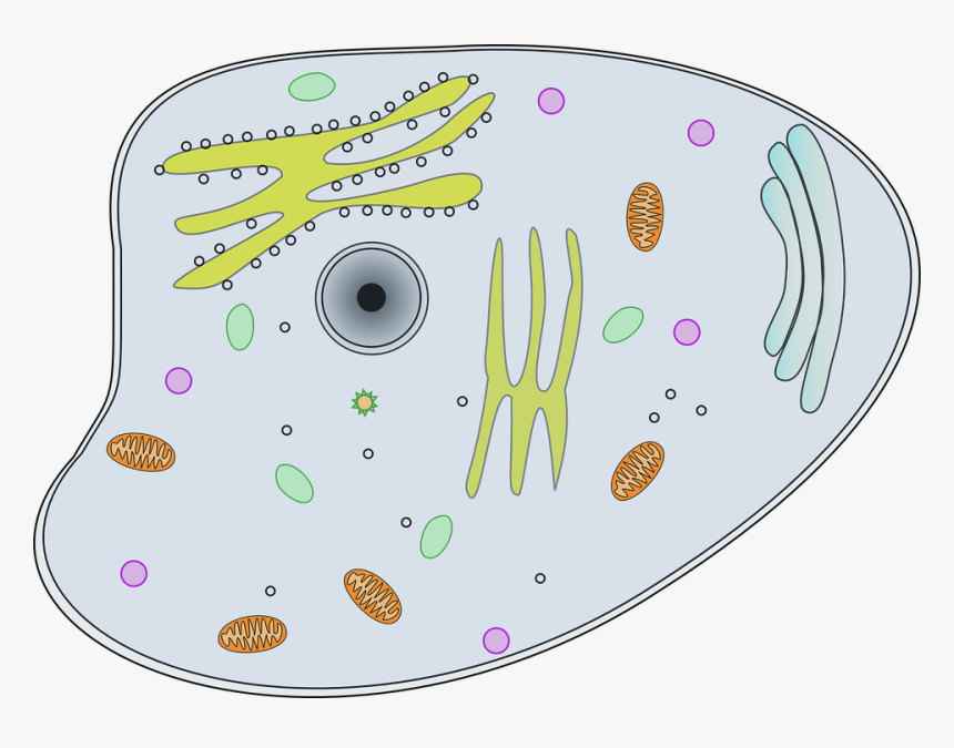 View, Cell, Information, Close, Microscope, Animal - Cell Of A Chameleon, HD Png Download, Free Download