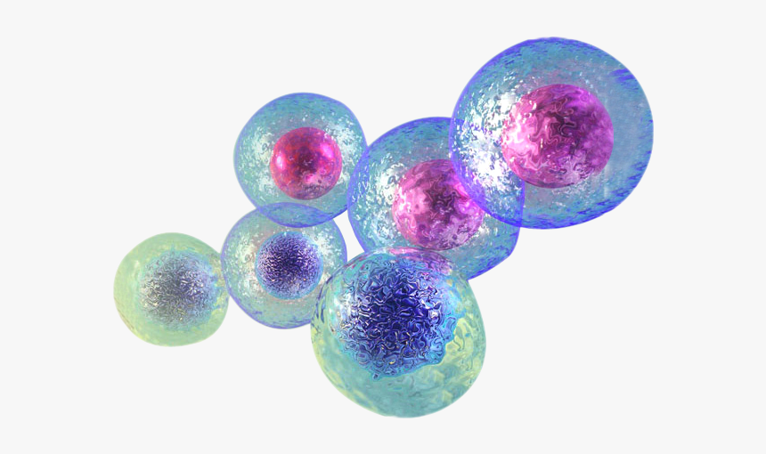 Stem Cell Transparent Background, HD Png Download, Free Download