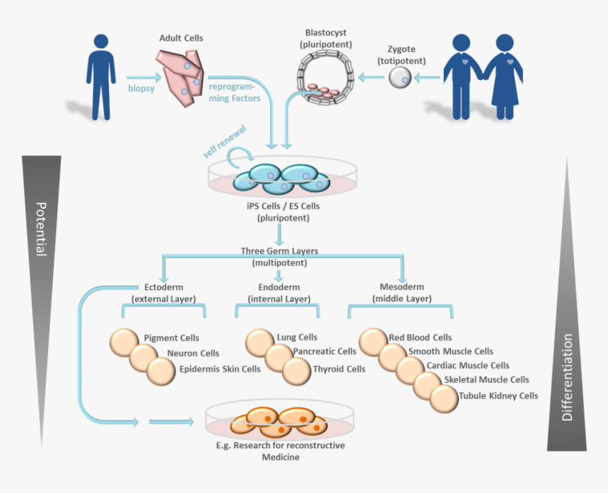 Stem Cell Development Function 3 - Embryonic Stem Cell Ipsc, HD Png Download, Free Download