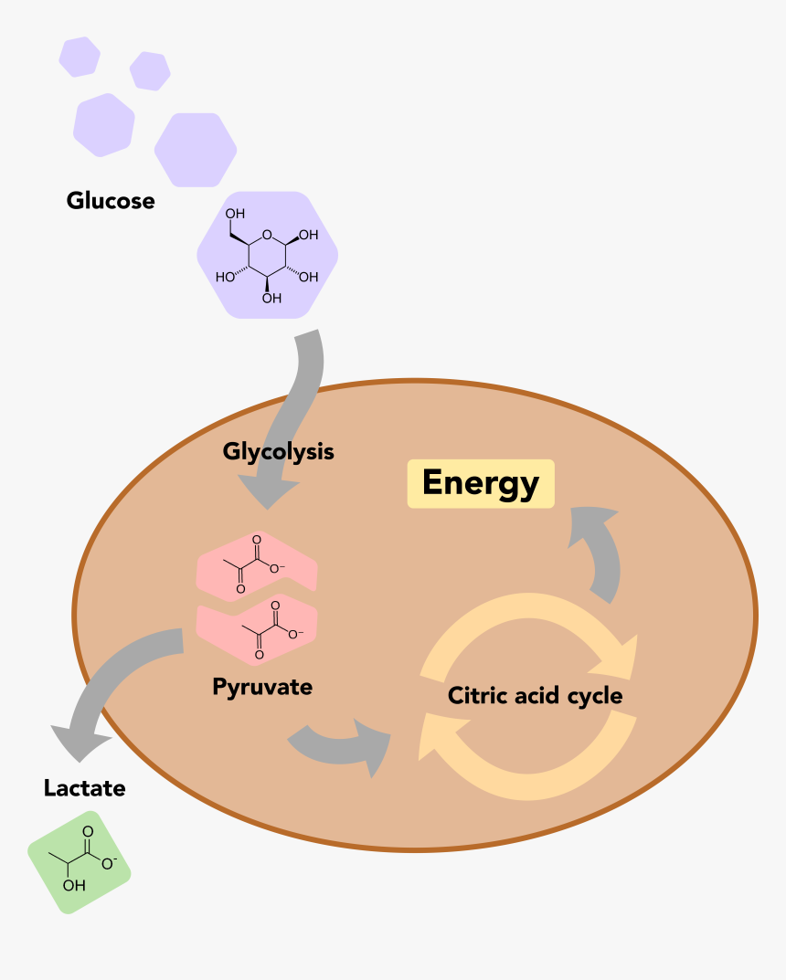 A Basic Overview Of Glucose Metabolism In Human Cells - Glucose Metabolism In Human Cells, HD Png Download, Free Download