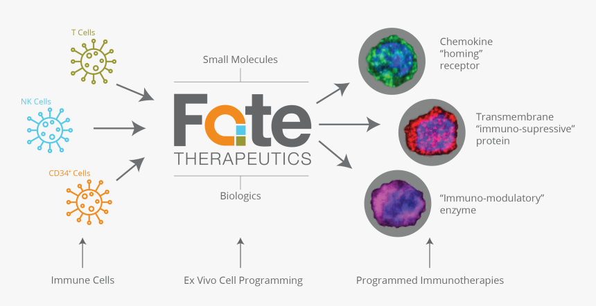 Programming Cell Function - Cell Fate Death, HD Png Download, Free Download