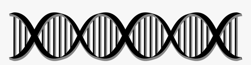 Dna, HD Png Download, Free Download