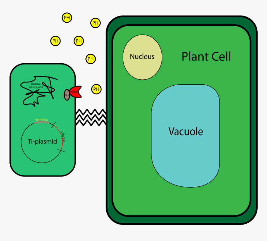 Plasmid In Plant Cells , Png Download - Illustration, Transparent Png, Free Download