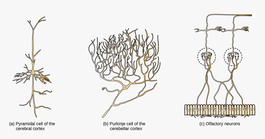 Part A Shows A Pyramidal Cell With Two Long, Branched - Cnx Org Neuron, HD Png Download, Free Download