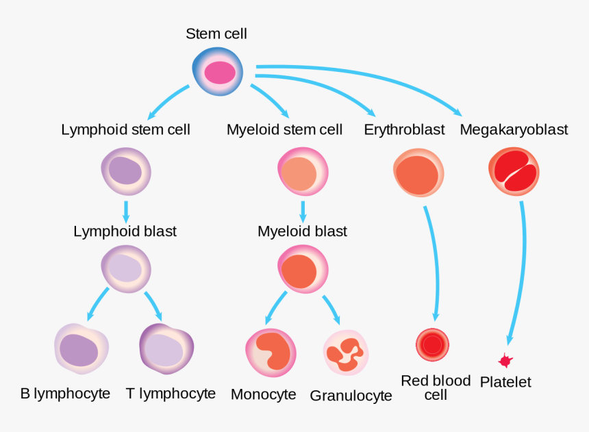 Transparent Blood Cells Png - Blood Cells Are Made, Png Download, Free Download