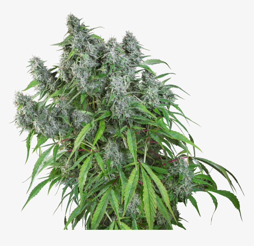 Frosty Friday Regular Seeds, HD Png Download, Free Download