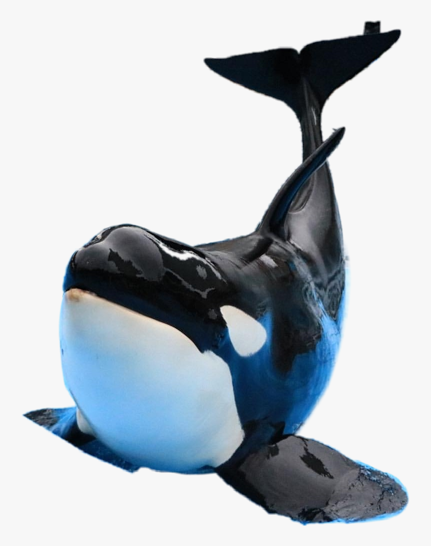 Killer Whale, HD Png Download, Free Download