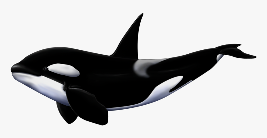 Killer Whale Png - Whale Png, Transparent Png, Free Download