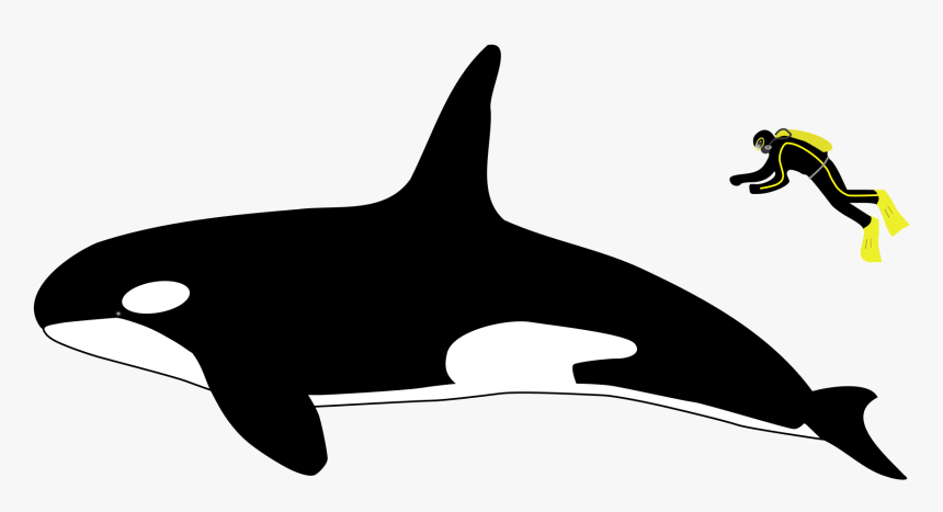 Orca Transparent Svg - Orca Vs Human Size, HD Png Download, Free Download