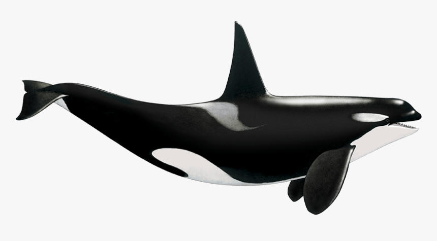 Transparent Orca Whale Png - Killer Whale, Png Download, Free Download