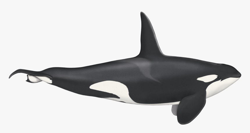 Transparent Orca Whale Png - Killer Whale, Png Download, Free Download
