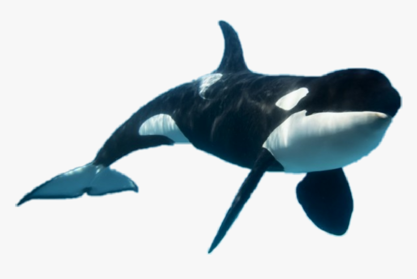 #orkid #orca - Killer Whale, HD Png Download, Free Download