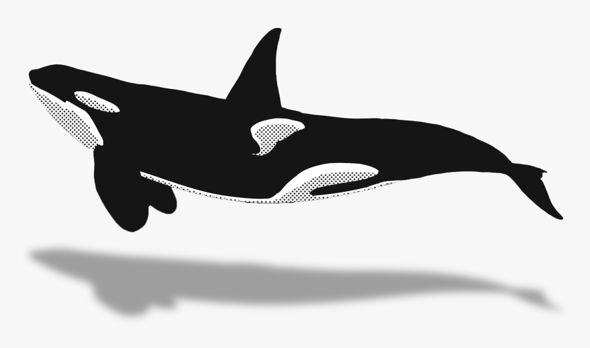 Whaletrips Homepage All About - Killer Whale, HD Png Download, Free Download
