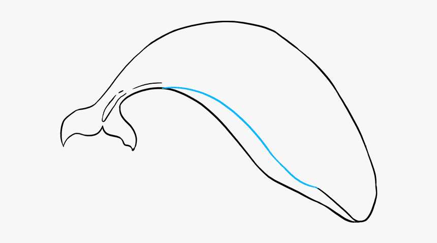 How To Draw Orca - Sketch, HD Png Download, Free Download