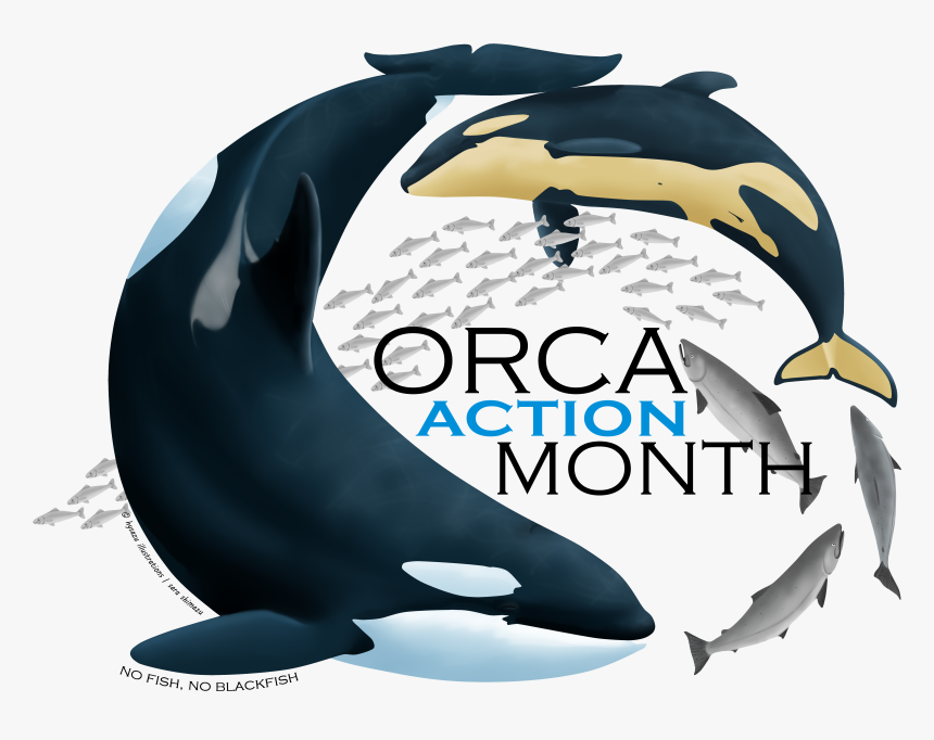 Southern Resident Orca Body, HD Png Download, Free Download