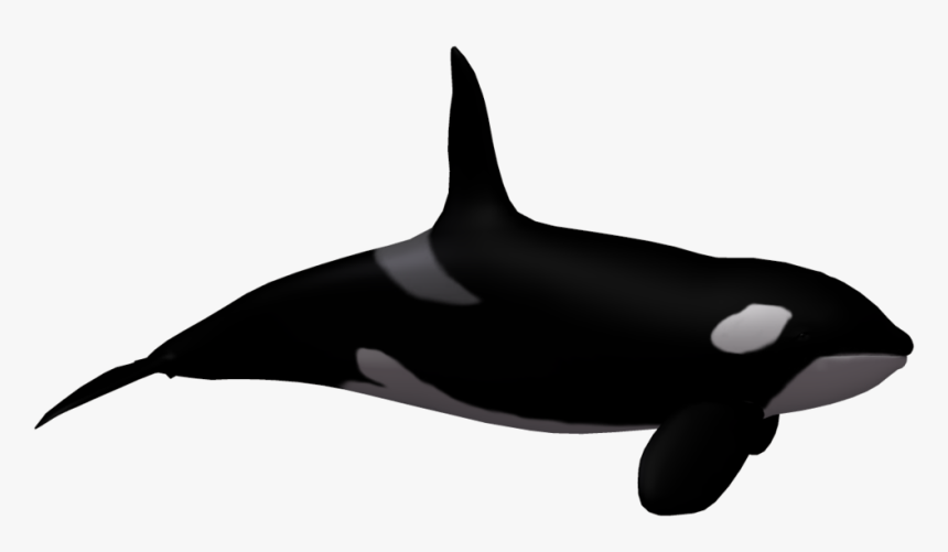 More Like Killer Whale 02 By Wolverine041269 - Sea World No Background, HD Png Download, Free Download