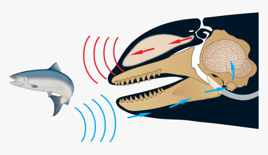 Whales Echolocation, HD Png Download, Free Download
