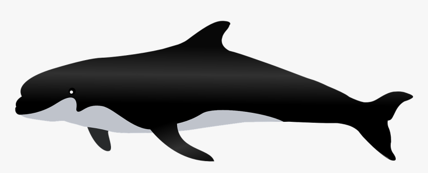 Killer Whale Whale Sea Animal Png Image Paus - Whale No Background Draw, Transparent Png, Free Download