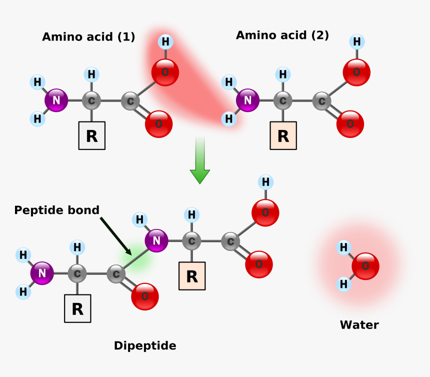 Transparent James Bond Silhouette Png - Condensation Reaction 2 Amino Acids, Png Download, Free Download