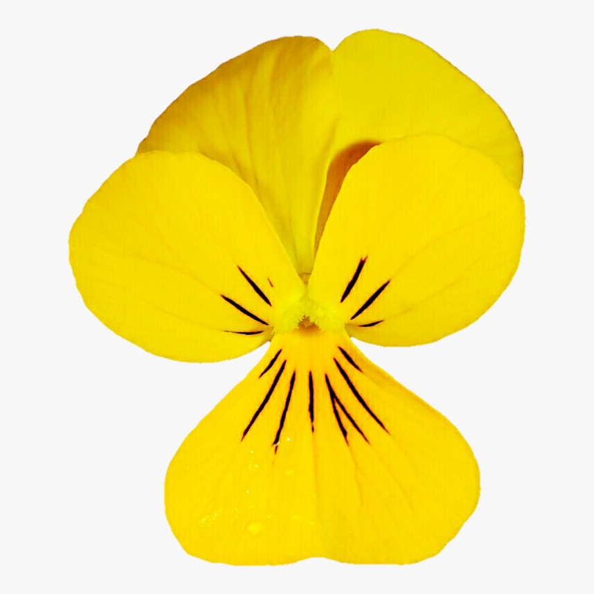 Dainty Yellow Viola By Jeanicebartzen27 - Pansies Yellow Transparent, HD Png Download, Free Download