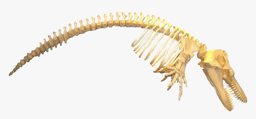 Transparent Killer Whale Png - Whale Skeleton Png, Png Download, Free Download