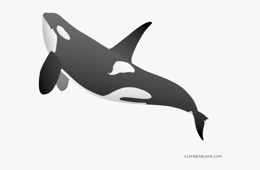 Killer Whale Animal Free - Killer Whale Transparent Background, HD Png Download, Free Download