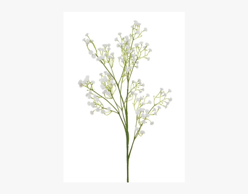 Gypsophila Baby's Breath Plant, HD Png Download, Free Download