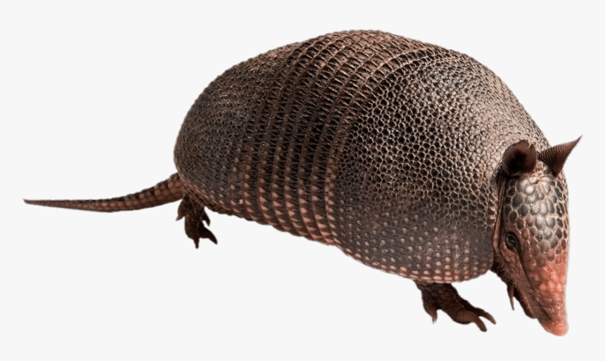 Armadillo - Armadillo Transparent, HD Png Download, Free Download